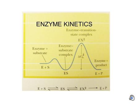 ENZYME KINETICS. catalyzed uncatalyzed Formation of product is faster in the catalyzed reaction than in the uncatalyzed reaction and initially is linear.