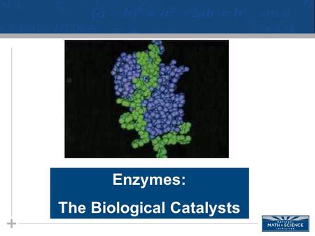 Enzymes: The Biological Catalysts. Energy of Activation If you mix two moles of hydrogen gas H 2 with one mole of oxygen gas-nothing happens. If you add.