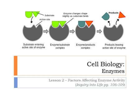 Cell Biology: Enzymes Lesson 2 – Factors Affecting Enzyme Activity ( Inquiry into Life pg. 106-109 )