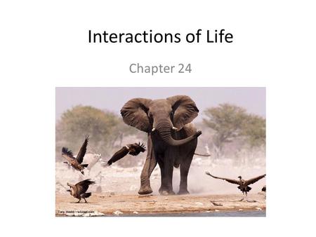 Interactions of Life Chapter 24.