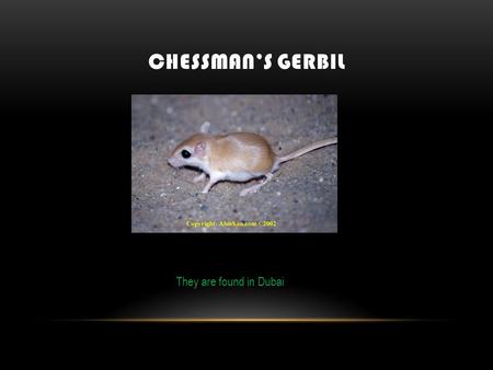 CHESSMAN’S GERBIL They are found in Dubai. CHESSMAN’S GERBIL Yes, it is from the desert of U.A.E.