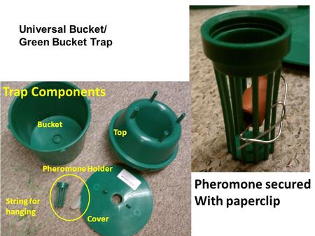 Trap Components Pheromone secured With paperclip