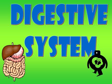 Learning Objectives  I can explain the overall importance of the digestive system in animals.  I know what an enzyme is and what it does during digestion.
