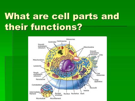 What are cell parts and their functions?. In this PowerPoint you will learn the following:   The names of different cell parts   what function each.