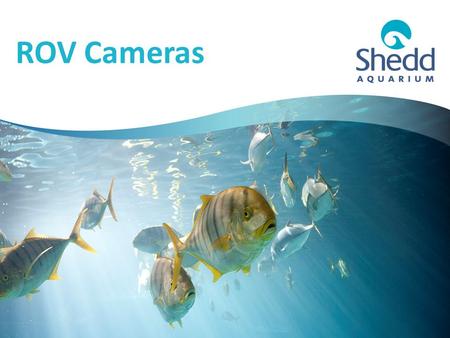 ROV Cameras. Extending Your Camera We want your ROV to be able to see the sea! (And the pool)