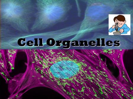 Cell Organelles. 1. All living things are made of cells 2. The cell is the basic structural and functional unit of life. 3. All cells come from pre-existing.