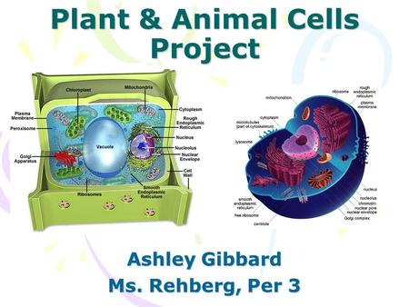 Plant & Animal Cells Project Ashley Gibbard Ms. Rehberg, Per 3.