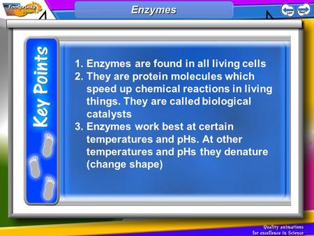 1.Enzymes are found in all living cells 2.They are protein molecules which speed up chemical reactions in living things. They are called biological catalysts.
