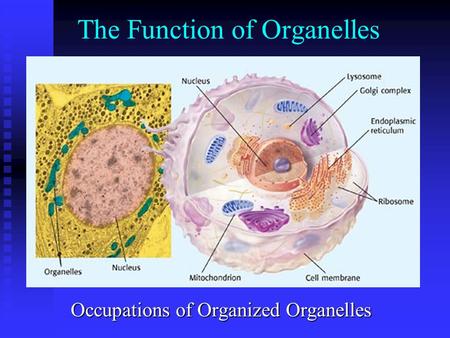 The Function of Organelles Occupations of Organized Organelles.