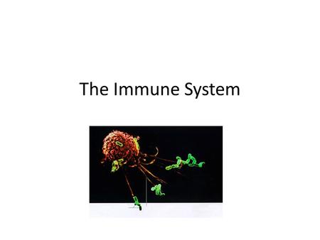 The Immune System. The First Lines of Defense: – Skin – Antimicrobial proteins – Cilia – Gastric Juice – Symbiotic bacteria – your ‘microbiome’