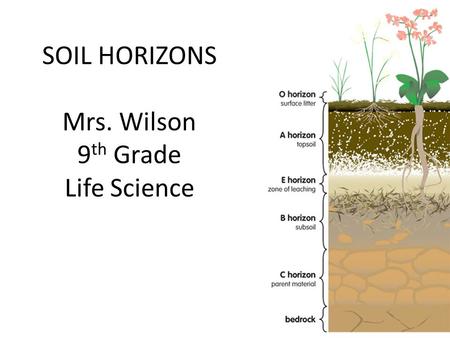SOIL HORIZONS Mrs. Wilson 9 th Grade Life Science.