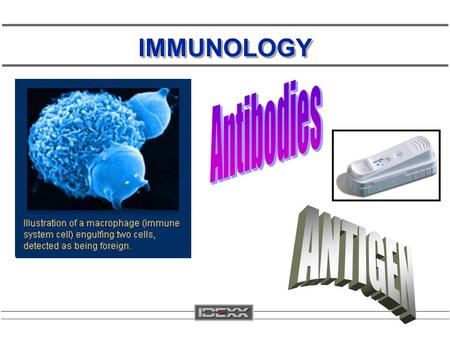 IMMUNOLOGY. IMMUNITY Immunity is the resistance of a host to invasive pathogens or their toxic products.