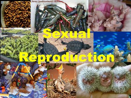 Sexual Reproduction Overview: Sexual reproduction allows for greater genetic diversity in the hopes that at least some offspring will survive in a changing.