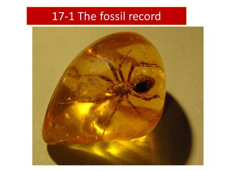 17-1 The fossil record. Fossils Remains of once-living things Appear in a particular order Provide evidence for evolution.