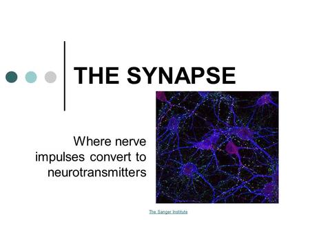THE SYNAPSE Where nerve impulses convert to neurotransmitters The Sanger Institute.