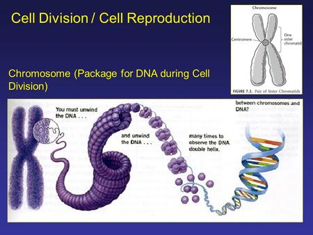 Cell Division / Cell Reproduction Chromosome (Package for DNA during Cell Division)