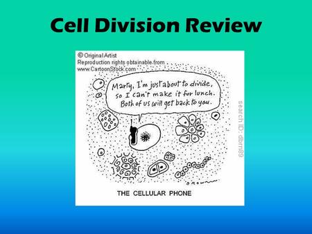 Cell Division Review. The cell prepares itself for mitosis during this stage of the cell cycle. INTERPHASE.