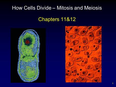 How Cells Divide – Mitosis and Meiosis