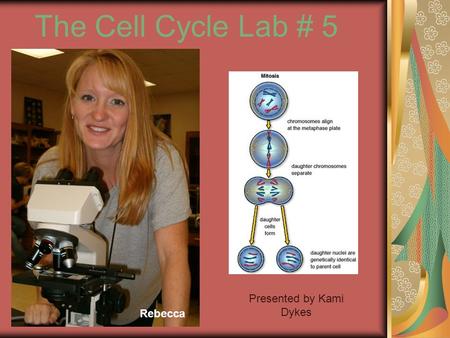 Presented by Kami Dykes Rebecca The Cell Cycle Lab # 5.