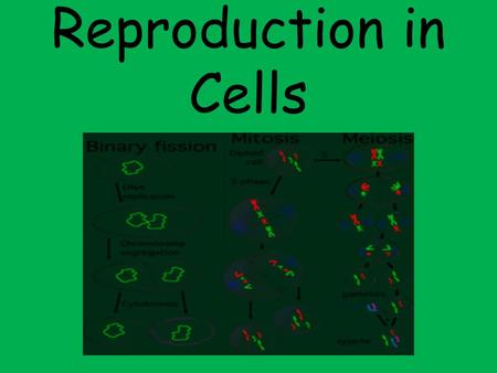 Reproduction in Cells. One parent Creates clones Parent gives entire genetic make-up to offspring Examples: Binary Fission – Prokaryotes Mitotic Cell.