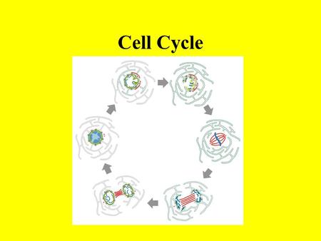Cell Cycle. Why do cells divide? Growth --by adding cells, not having them get bigger --cells are not efficient for exchanging materials if they are too.