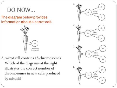 DO NOW… The diagram below provides  information about a carrot cell.