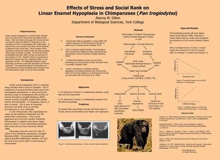 Effects of Stress and Social Rank on Linear Enamel Hypoplasia in Chimpanzees (Pan troglodytes) Alanna M. Dillon Department of Biological Sciences, York.