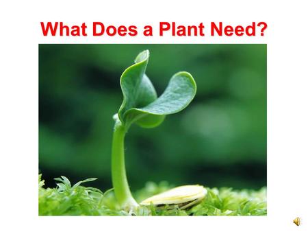 What Does a Plant Need? Needs of Plants Like all living things, a plant has certain needs. They need air, water, energy from food, and a place to live.
