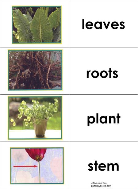 leaves plant stem roots