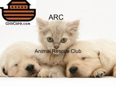 ARC Animal Rescue Club. Goals  Volunteering  Fundraising  fostering.
