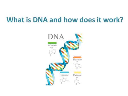 What is DNA and how does it work?. Warm Up Question If one parent is Heterozygous for the trait of brown eyes, and the other parent has blue eyes, what.