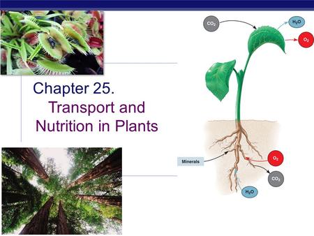 Transport and Nutrition in Plants