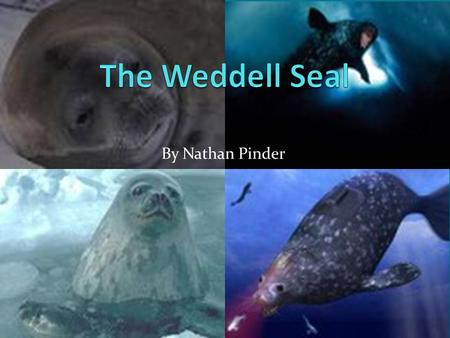 By Nathan Pinder. Special Features Why endangered? The Weddell Seal is an innocent creature of the sea. What made them endangered? Commercial fishermen.
