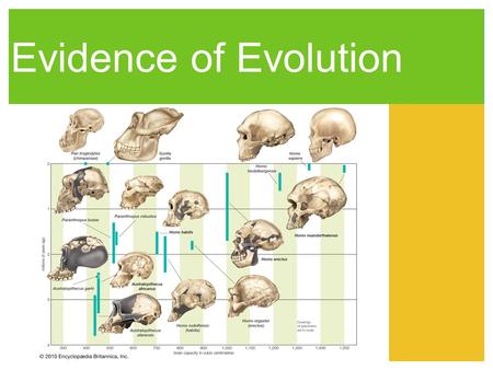 Evidence of Evolution. Fossils Provide Evidence Animal fossils show a pattern of development from early ancestors to their modern descendants. There are.