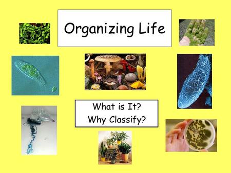 Organizing Life What is It? Why Classify?. I. Classification A.What is it? 1. Grouping of organisms based on similarities. 2. Examples of classification: