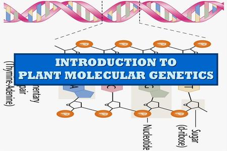 INTRODUCTION TO PLANT MOLECULAR GENETICS. Genetics The study of heredity The study of heredity The study of how differences between individuals are transmitted.