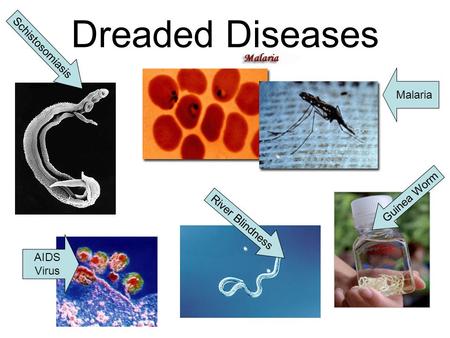 Dreaded Diseases Schistosomiasis AIDS Virus Malaria Guinea Worm River Blindness.