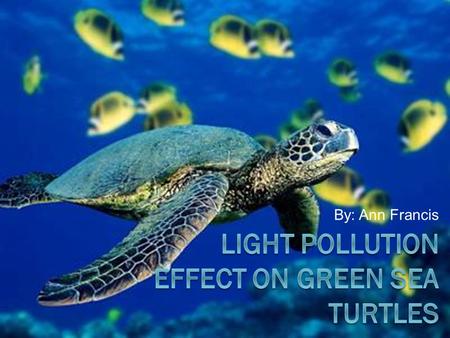 By: Ann Francis. Overview  The green sea turtle  What is light pollution  What’s the threat  Prevention & solutions  Conclusion.