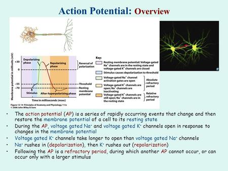 Action Potential: Overview The action potential (AP) is a series of rapidly occurring events that change and then restore the membrane potential of a cell.