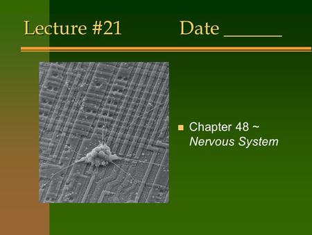 Lecture #21Date ______ n Chapter 48 ~ Nervous System.
