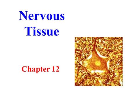 Nervous Tissue Chapter 12. Nervous System Controls and integrates all body activities Basic functions: Sense change Interpret and remember change React.
