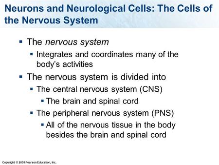 Copyright © 2009 Pearson Education, Inc. Neurons and Neurological Cells: The Cells of the Nervous System  The nervous system  Integrates and coordinates.