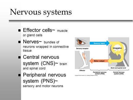Nervous systems n Effector cells~ muscle or gland cells n Nerves~ bundles of neurons wrapped in connective tissue n Central nervous system (CNS)~ brain.