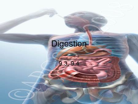 Digestion 9.3, 9.4 Image from: http://www.argosymedical.com/Digestive/