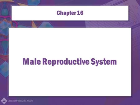 Male Reproductive System Chapter 16. Combining Forms for the Male Reproductive System balan/obalanoplasty epididym/oepididymitis.