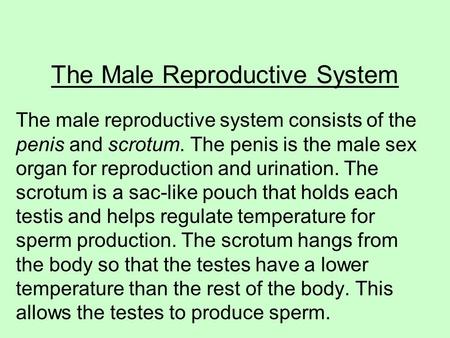 The Male Reproductive System The male reproductive system consists of the penis and scrotum. The penis is the male sex organ for reproduction and urination.