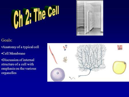 Goals: Anatomy of a typical cell Cell Membrane Discussion of internal structure of a cell with emphasis on the various organelles.