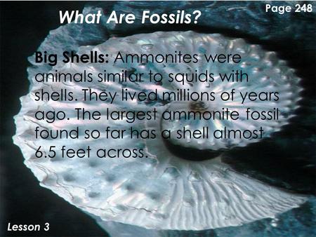 What Are Fossils? Lesson 3 Big Shells: Ammonites were animals similar to squids with shells. They lived millions of years ago. The largest ammonite fossil.