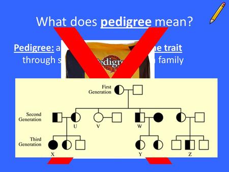 What does pedigree mean? Pedigree: a diagram that traces one trait through several generations of a family X.