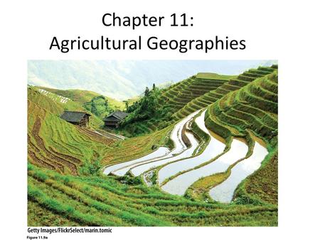 Chapter 11: Agricultural Geographies. What is agriculture? – Domestication Before agriculture? – Hunting & Gathering What changes did agriculture bring.